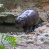 berlinzoo17